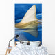 Hawaii, Gray Reef Shark Wall Mural