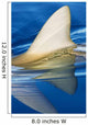 Hawaii, Gray Reef Shark Wall Mural