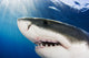Great White Shark Wall Mural