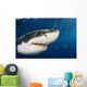 Mexico, Guadalupe Island, Great White Shark Wall Mural