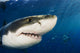 Mexico, Guadalupe Island, Great White Shark Wall Mural