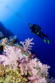 Micronesia, Yap, Acyonarian Coral Illuminated With Diver Above Wall Mural