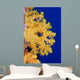 Micronesia, Yap, Soft Alcyonarian Coral Illuminated In Ocean Wall Mural