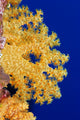 Micronesia, Yap, Soft Alcyonarian Coral Illuminated In Ocean Wall Mural