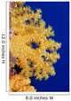 Micronesia, Yap, Soft Alcyonarian Coral Illuminated In Ocean Wall Mural