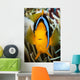 Micronesia, Yap, Clark's Anemonefish Wall Mural
