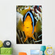 Micronesia, Yap, Clark's Anemonefish Wall Mural