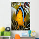 Micronesia, Yap, Clark's Anemonefish Wall Mural