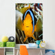 Micronesia, Yap, Clark's Anemonefish Wall Mural