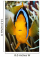 Micronesia, Yap, Clark's Anemonefish Wall Mural