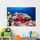 Micronesia, Anemonefish And Sea Anemone Wall Mural