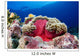 Micronesia, Anemonefish And Sea Anemone Wall Mural