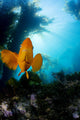 USA, California, Garibaldi Fish In Kelp Forest Wall Mural