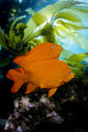 California, Garibaldi In Kelp Forest Wall Mural