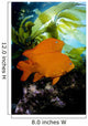 California, Garibaldi In Kelp Forest Wall Mural