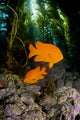 USA, Garibaldi Fish In Kelp Forest Wall Mural