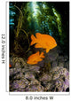 USA, Garibaldi Fish In Kelp Forest Wall Mural