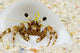 Micronesia, Hermit Crab On Seafloor Sand Wall Mural