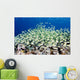Micronesia, Schooling Convict Surgeonfish Above Reef Wall Mural