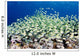 Micronesia, Schooling Convict Surgeonfish Above Reef Wall Mural