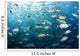 Micronesia, Schooling Bigeye Jack Fish Wall Mural