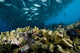 Malaysia, Reef Scene With Lionfish And Schooling Jack Fish Wall Mural