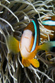 Clark's Anemonefish And Sea Anemone Wall Mural