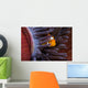 Clown Anemonefish Hiding In Anemone Wall Mural