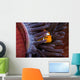 Clown Anemonefish Hiding In Anemone Wall Mural