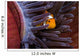 Clown Anemonefish Hiding In Anemone Wall Mural