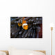 Clown Anemonefish Hiding In Anemone Wall Mural