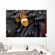 Clown Anemonefish Hiding In Anemone Wall Mural