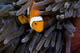 Clown Anemonefish Hiding In Anemone Wall Mural