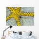 USA, Reticulated Brittle Star On Cushion Starfish Wall Mural