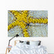 USA, Reticulated Brittle Star On Cushion Starfish Wall Mural