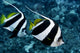 Hawaii, Two Pennant Bannerfish Gliding Through Water Together Wall Mural