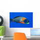 USA, Colorful Fish In Open Water Wall Mural