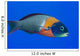 USA, Colorful Fish In Open Water Wall Mural