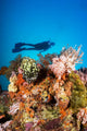 Indonesia, Illuminated Colorful Reef And Silhouette Of Diver Wall Mural