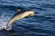 Mexico Coast, Common Dolphin Jumping From Deep Blue Sea Wall Mural