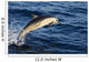 Mexico Coast, Common Dolphin Jumping From Deep Blue Sea Wall Mural