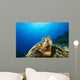 Hawaii, Green Sea Turtle Above Coral Reef Wall Mural