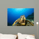 Hawaii, Green Sea Turtle Above Coral Reef Wall Mural