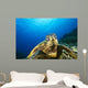 Hawaii, Green Sea Turtle Above Coral Reef Wall Mural