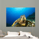 Hawaii, Green Sea Turtle Above Coral Reef Wall Mural