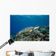 Micronesia, Yap, Green Sea Turtle Over Coral Reef Wall Mural