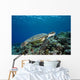 Micronesia, Yap, Green Sea Turtle Over Coral Reef Wall Mural