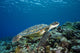 Micronesia, Yap, Green Sea Turtle Over Coral Reef Wall Mural
