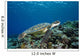 Micronesia, Yap, Green Sea Turtle Over Coral Reef Wall Mural