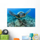 Hawaii, Green Sea Turtle Gliding Through The Water Wall Mural